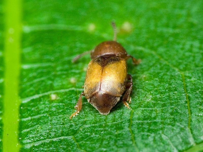 Kateretes pusillus (Thunberg, 1794)